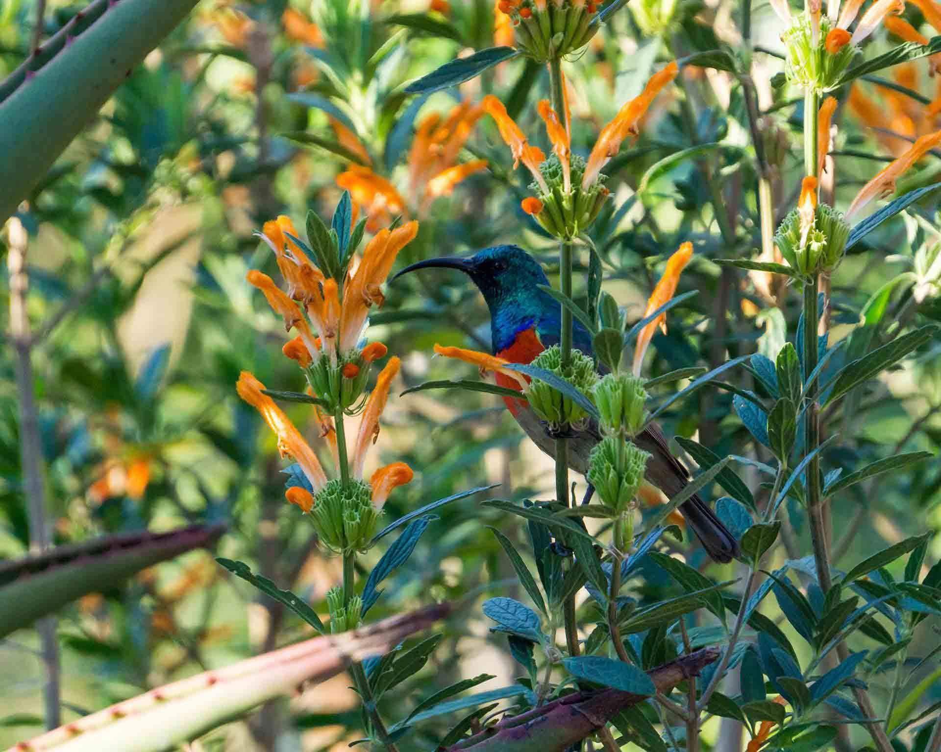 bird in floral bush